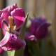 Image for article titled Shooting Challenge: Spring Gallery 2